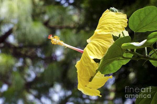 Flower Art Print featuring the digital art Yellow Hibiscus by Pravine Chester