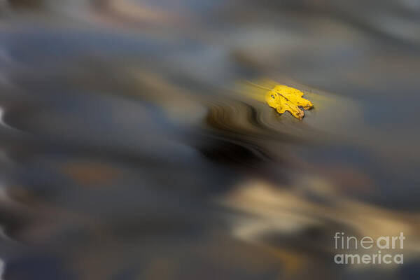 Leaf Art Print featuring the photograph Yellow leaf floating in water by Dan Friend
