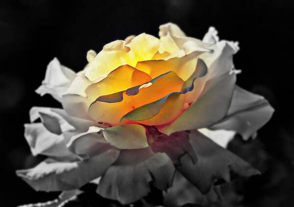 Flowers Art Print featuring the digital art Yellow Rose Series - ...But soul is alive by Lilia D