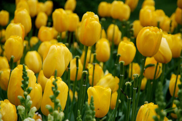 Tulip Art Print featuring the photograph Yellow Tulip Sea by Jennifer Ancker