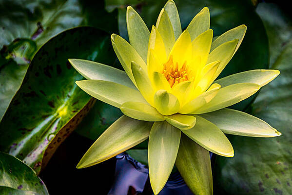 Jay Stockhaus Art Print featuring the photograph Yellow Water Lily by Jay Stockhaus