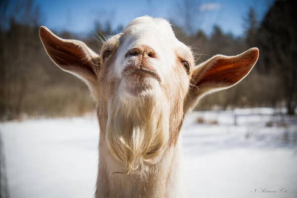 Photograph Art Print featuring the photograph 'Yoda' Goat by Natalie Rotman Cote