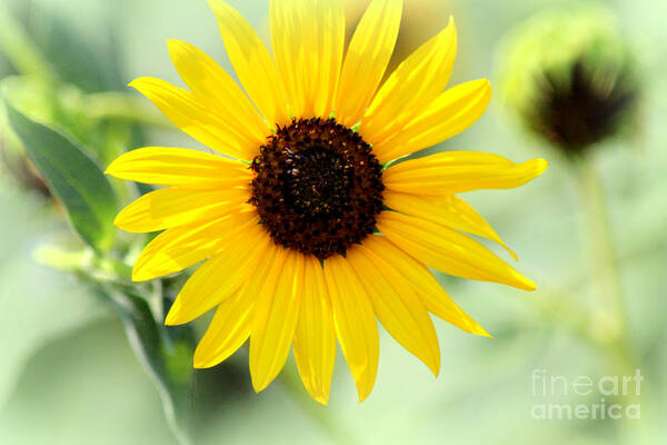 You Are My Sunshine Art Print featuring the photograph You Are My Sunshine by Kathy White