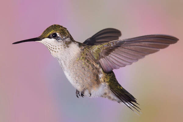 Ruby-throated Hummingbird Art Print featuring the photograph Young and Sassy 4 by Leda Robertson