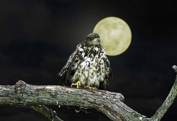 Eagle Art Print featuring the photograph Young Bald Eagle by Moon Light by John Haldane