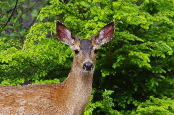 Animal Art Print featuring the photograph Young Buck by Adria Trail