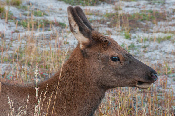 Wyoming Art Print featuring the photograph Young Elk Calf by Brenda Jacobs