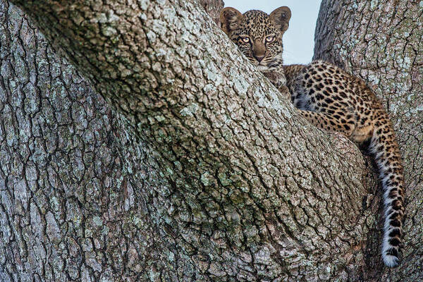 Leopard Art Print featuring the photograph Young Leopard by Alessandro Catta