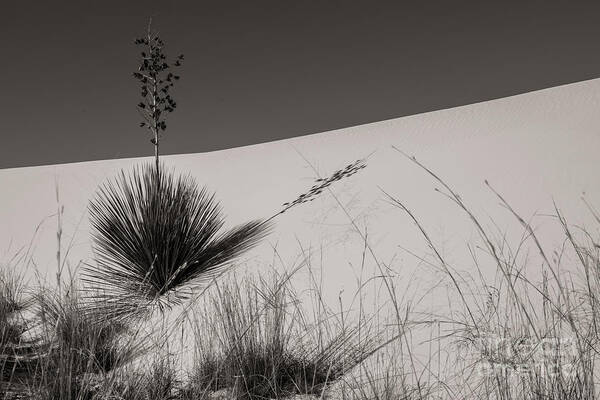 White Sands Art Print featuring the photograph Yucca in the Sand I by Sherry Davis