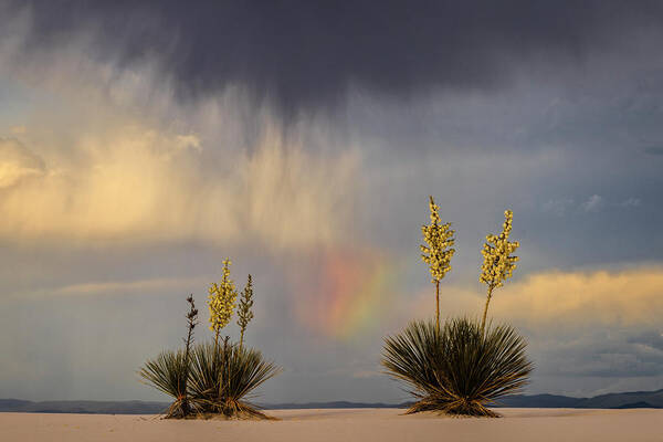 Tranquility Art Print featuring the photograph Yuccas, Rainbow And Virga by Don Smith