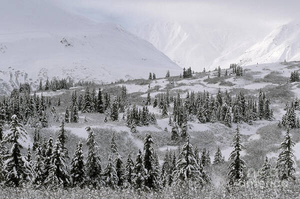 Landscape Art Print featuring the photograph Yukon Territory by Ron Sanford