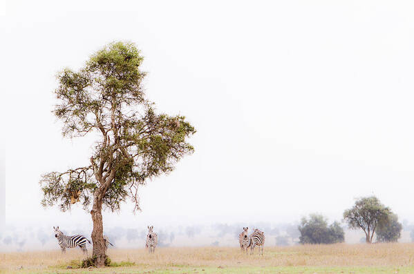 Africa Art Print featuring the photograph Zebra In The Mist by Mike Gaudaur