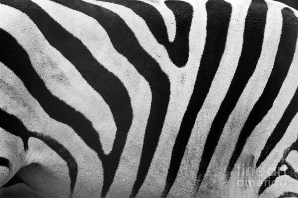 Zebra Art Print featuring the photograph Zebra pattern close up by Michal Bednarek