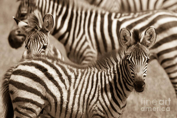 Zebra Art Print featuring the photograph Zebra Stripes Galore by Chris Scroggins