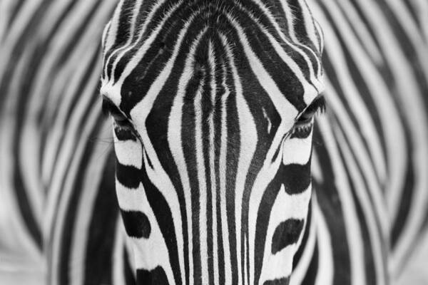Zebra Art Print featuring the photograph Zepra by Hesham Alhumaid
