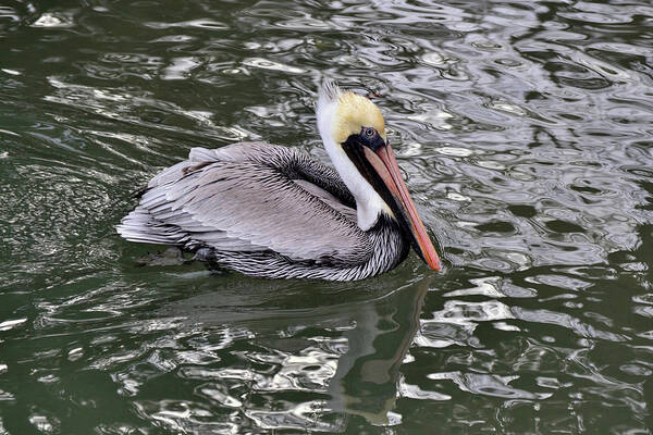 Pelican Art Print featuring the photograph Brown Pelican by Bill Hosford
