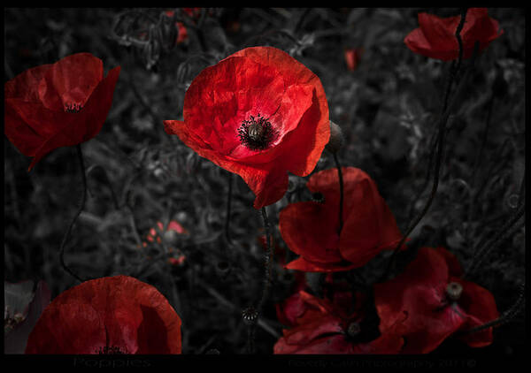 Poppy Art Print featuring the photograph Poppy Red by B Cash
