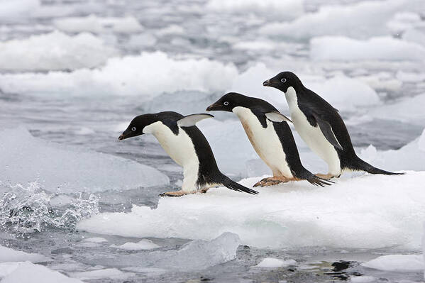 00444043 Art Print featuring the photograph Adelie Penguins Diving Off Iceberg #1 by Suzi Eszterhas