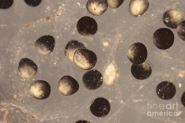 Animal Art Print featuring the photograph American Toad Eggs #1 by Ted Kinsman