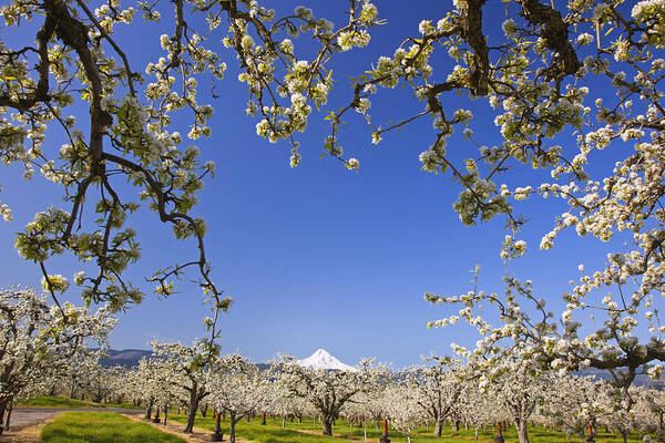 Blue Sky Art Print featuring the photograph Apple Blossom Trees In Hood River #1 by Craig Tuttle