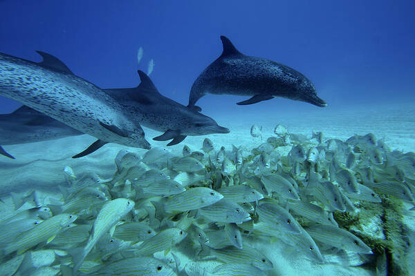 Mp Art Print featuring the photograph Atlantic Spotted Dolphin Stenella #1 by Hiroya Minakuchi