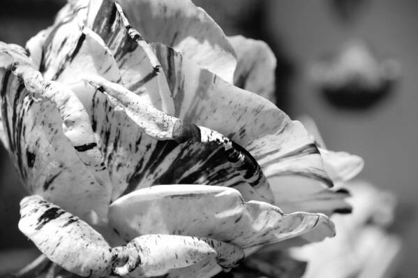 Rose Art Print featuring the photograph Black and White Stripe Rose #1 by Amy Fose