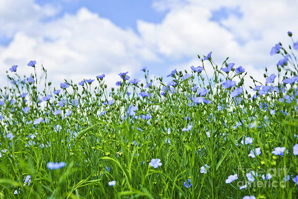 Flax Art Print featuring the photograph Blooming flax field 4 by Elena Elisseeva