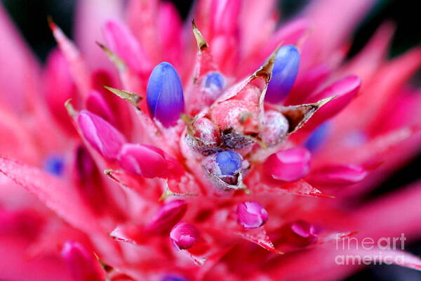 Flower Art Print featuring the photograph Bromeliad #1 by Henrik Lehnerer