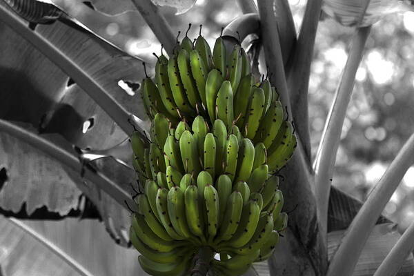 https://render.fineartamerica.com/images/rendered/default/print/8/5.5/break/images-medium/1-bunch-of-bananas-gord-patterson.jpg