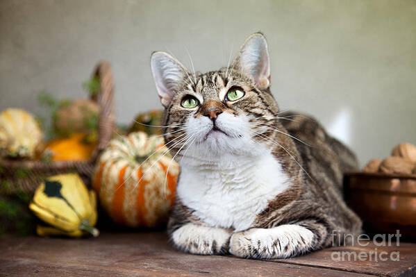 Cat Art Print featuring the photograph Cat and Pumpkins #1 by Nailia Schwarz