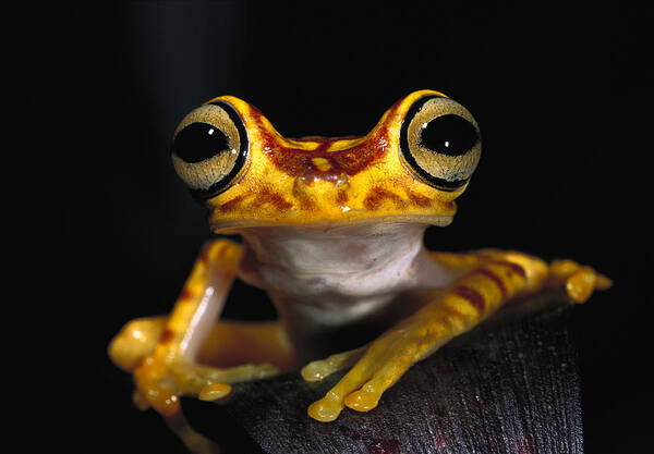 Mp Art Print featuring the photograph Chachi Tree Frog Hyla Picturata #1 by Pete Oxford