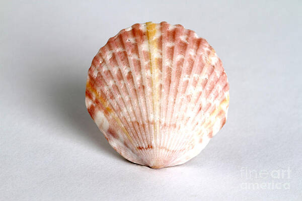 Nature Art Print featuring the photograph Cockle Shell by Photo Researchers