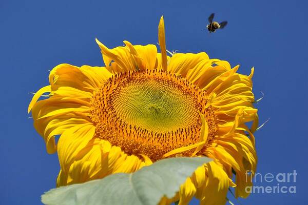 Sunflower Art Print featuring the photograph Coming in for Landing by Cheryl Baxter