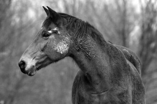 Horse Art Print featuring the photograph Dark Horse #1 by Steve Parr
