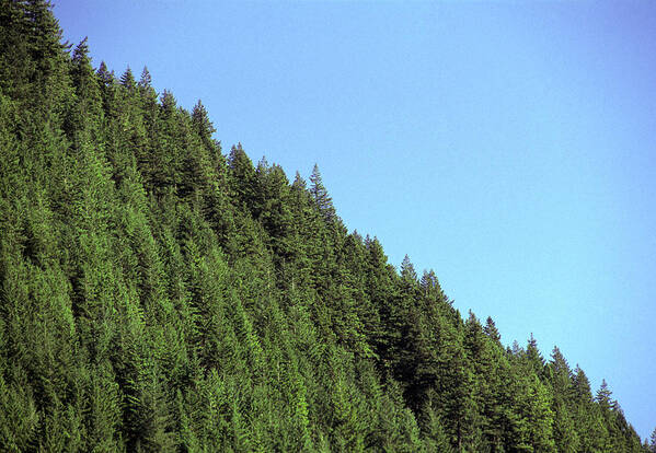 Pseudotsuga Menziesii Art Print featuring the photograph Douglas Fir Forest, British Columbia, Canada #1 by Kaj R. Svensson