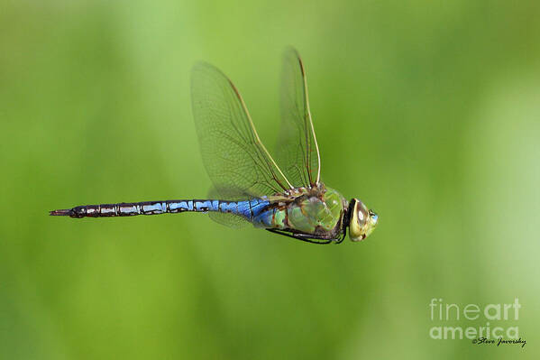 Dragon Art Print featuring the photograph Dragonfly #1 by Steve Javorsky