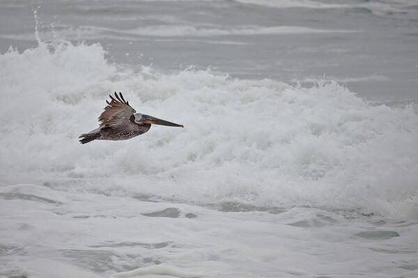 Pelican Art Print featuring the photograph flying Pelican #2 by Ralf Kaiser