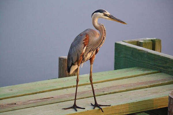 Great Blue Heron Art Print featuring the photograph Great Blue Heron on the Block #1 by Paulette Thomas