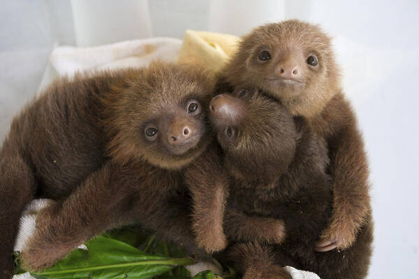 Mp Art Print featuring the photograph Hoffmanns Two-toed Sloth Choloepus #1 by Suzi Eszterhas