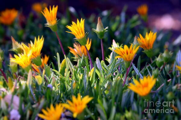 carpobrotus Chilensis Art Print featuring the photograph Ice Plant #1 by Henrik Lehnerer