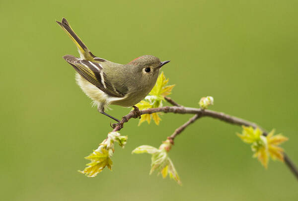 Ruby Art Print featuring the photograph Kinglet #1 by Mircea Costina Photography