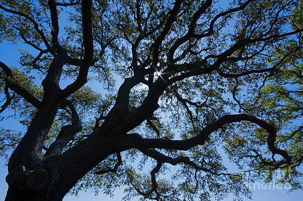 Tree Art Print featuring the photograph Looking Up by Nicola Fiscarelli