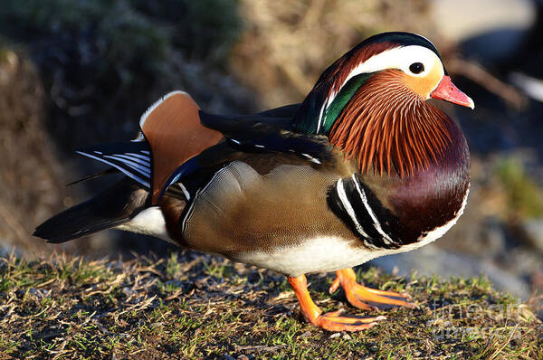 Mandarin Duck Art Print featuring the photograph Mandarin duck #1 by Mats Silvan