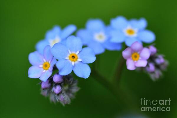 Fleurs Art Print featuring the photograph Myosotis #1 by Sylvie Leandre