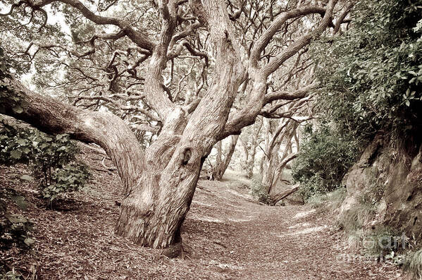 Trees Art Print featuring the photograph New Zealand Rainfores with pohutukawa trees #1 by Yurix Sardinelly