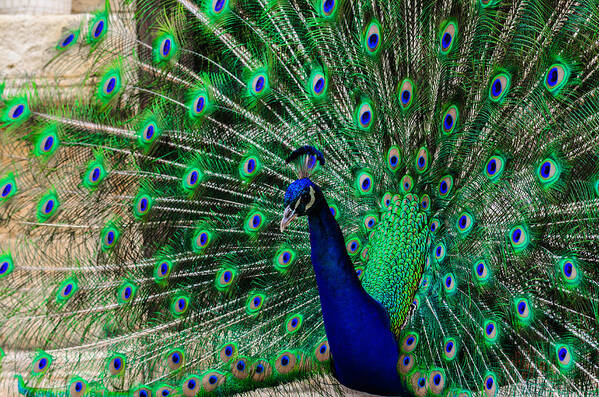 Animal Art Print featuring the photograph Peacock #1 by Michael Goyberg