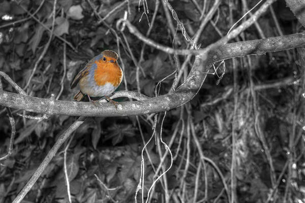Robin Art Print featuring the photograph Robin #1 by Chris Day