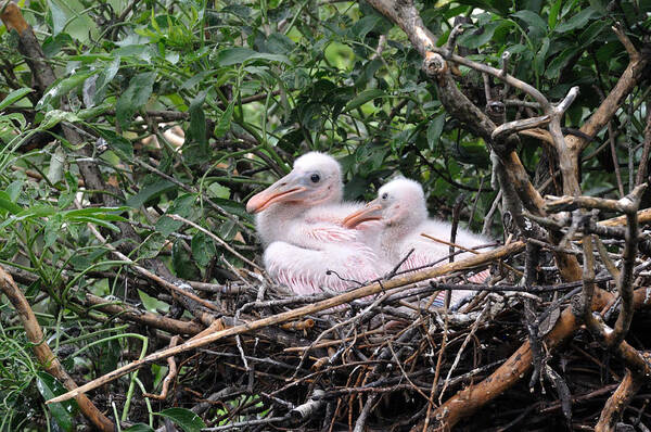 Wading Birds Art Print featuring the photograph Roseate Spoonbill Chicks #1 by Ernst Schwarz
