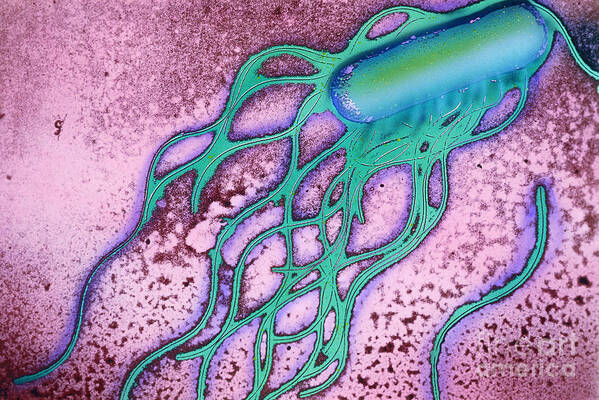 Salmonella Art Print featuring the photograph Salmonella Bacterium by Science Source