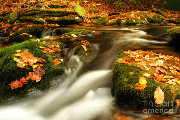 Autumn Art Print featuring the photograph Soothing #1 by Darren Fisher